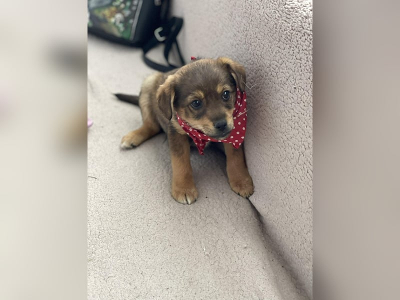 PETER - kleiner Herzensbrecher