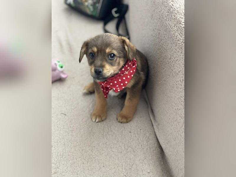 PETER - kleiner Herzensbrecher