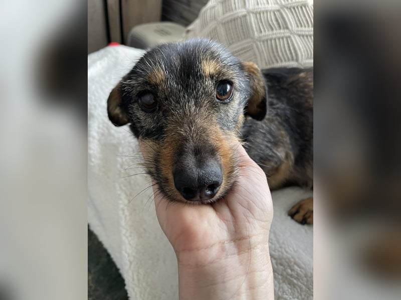 TILLY - schüchternes Hundemädchen