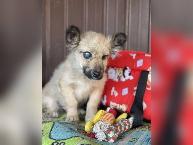 LUPIN - einäugiger Schatz sucht seine Menschen