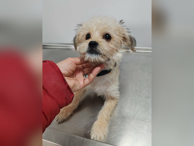 PIXEL - Traumzuhause gesucht