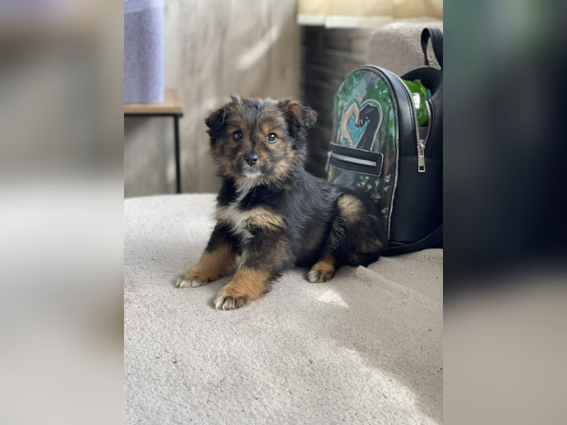 PENNY - kleine Zuckermaus