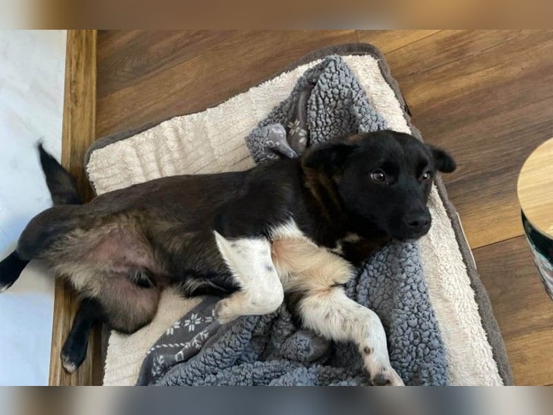 BONO - sucht sein Für-immer-Zuhause *reserviert*