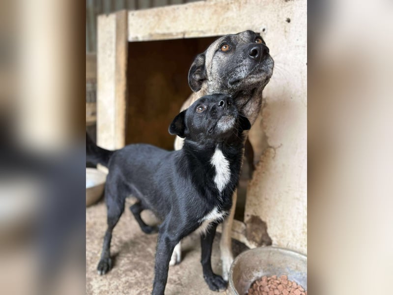 BLACKY - schwarze Schönheit