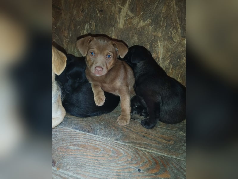 LEVON - darf er mit dir die Welt entdecken?