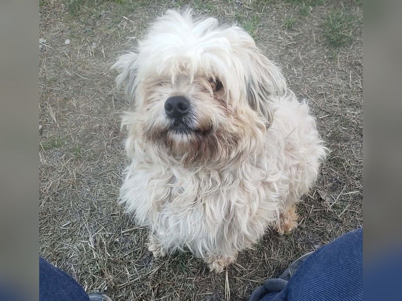 HAROO - liebevoller Zottel *reserviert*