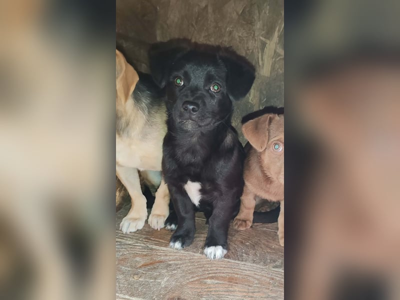 LORIS - Traumzuhause gesucht