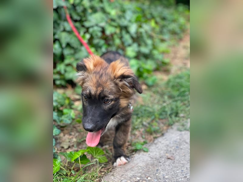 COOPER - verspielter Schatz