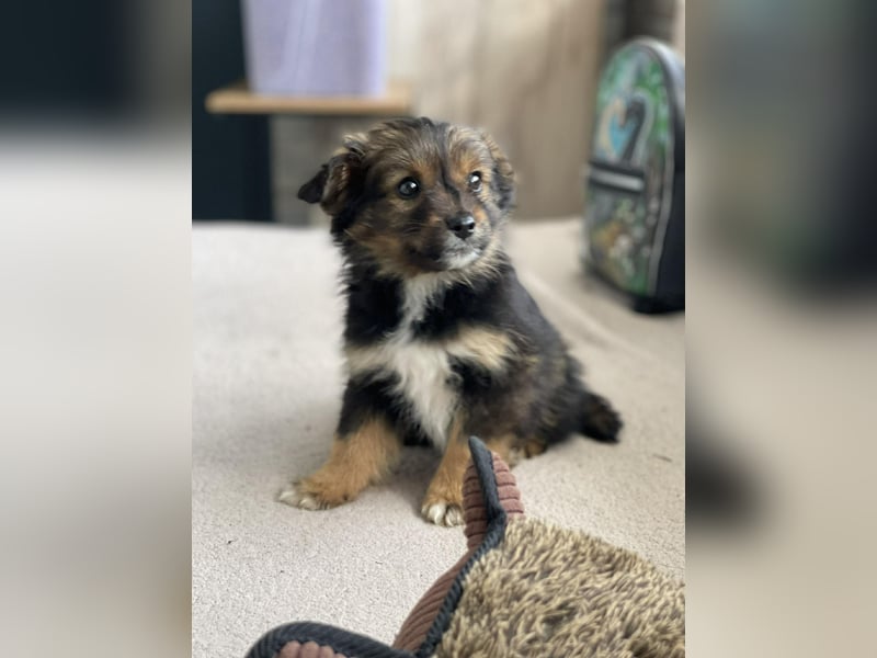 PENNY - kleine Zuckermaus