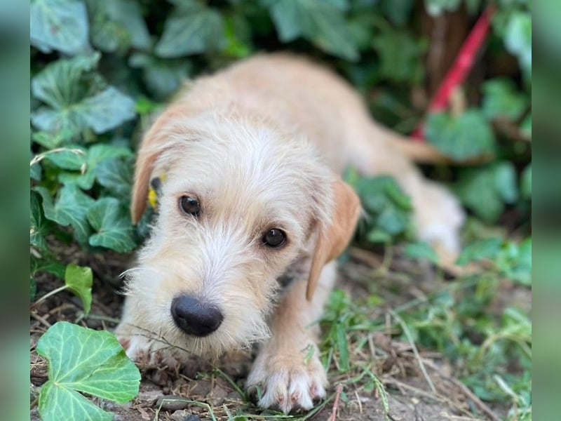 DAISY - verspieltes Hundemädchen