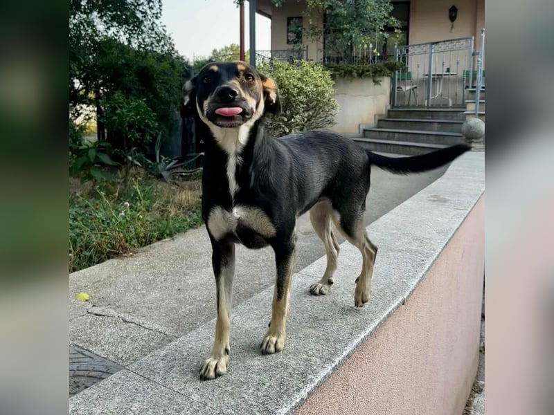 FRIEDA - sucht ihren sicheren Hafen