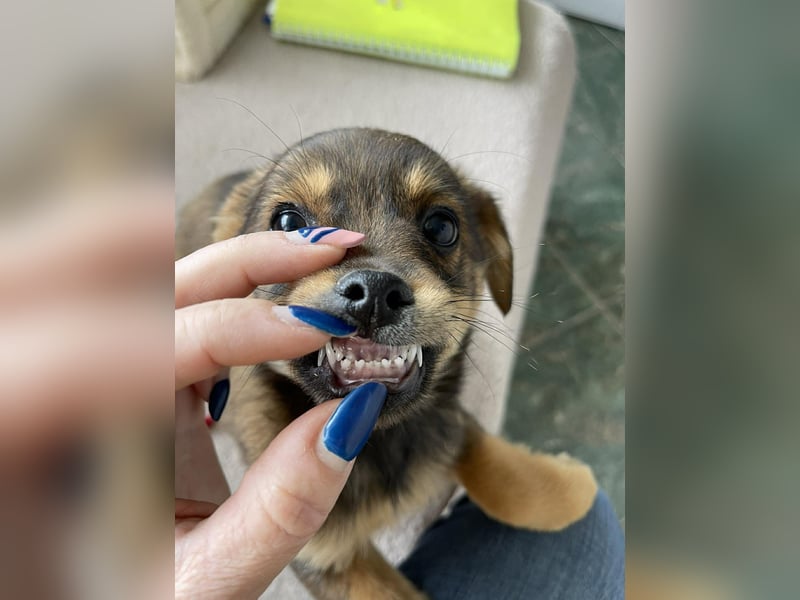 PETER - kleiner Herzensbrecher