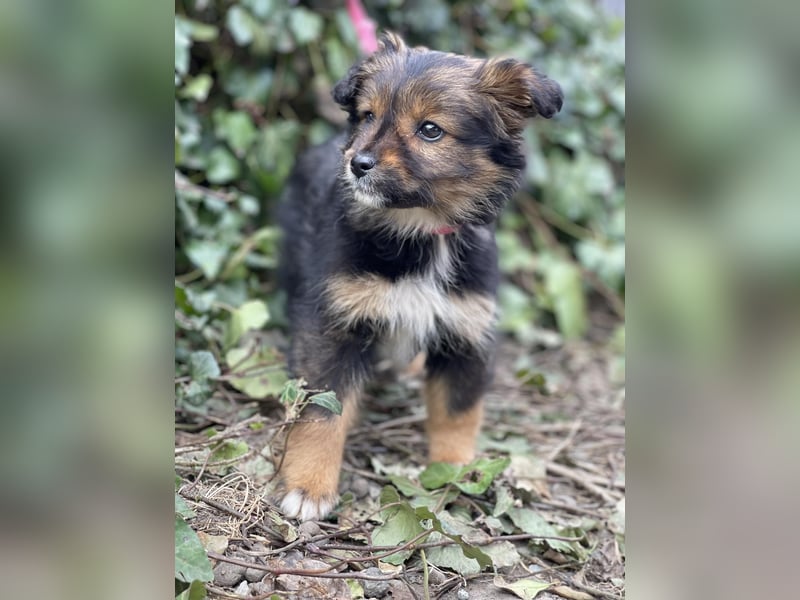 PENNY - kleine Zuckermaus