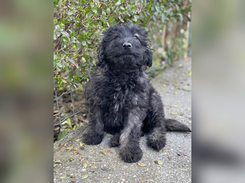 JAKE - süßer Zottel sucht seine Menschen