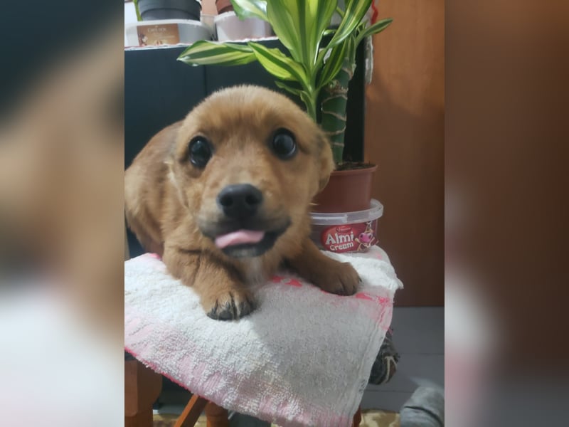 TOTO - kleine Frohnatur *reserviert*