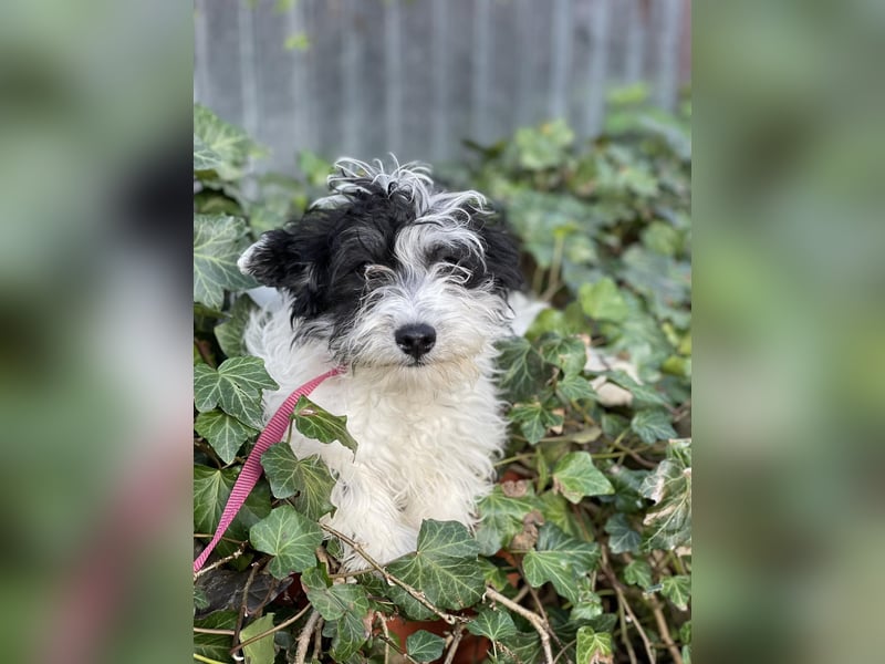 PATCH - sanfte Seele sucht seine Menschen