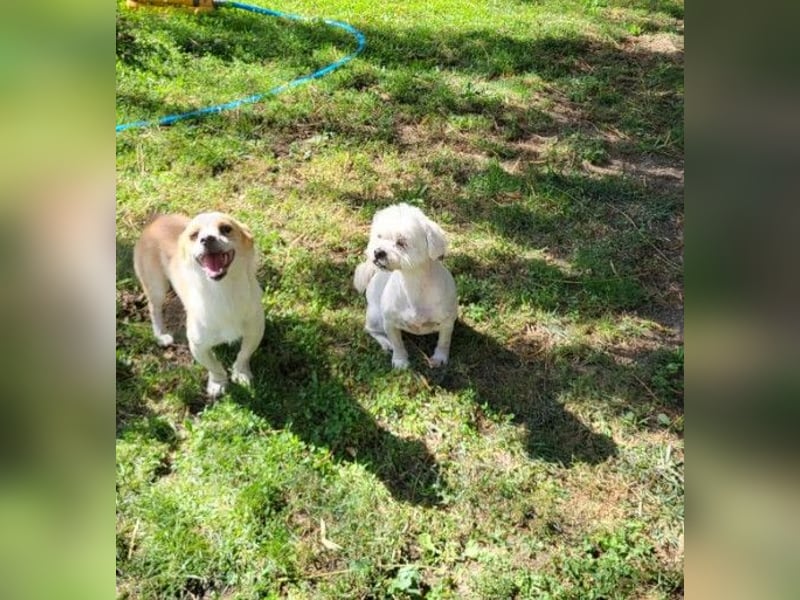 MANUEL - braucht sein eigenes Körbchen