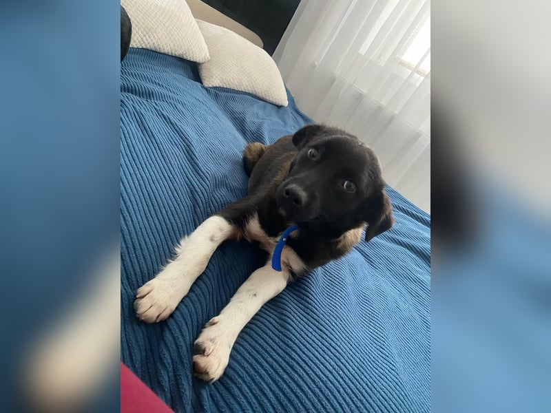 BONO - sucht sein Für-immer-Zuhause *reserviert*