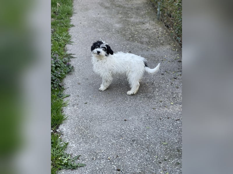 PATCH - sanfte Seele sucht seine Menschen