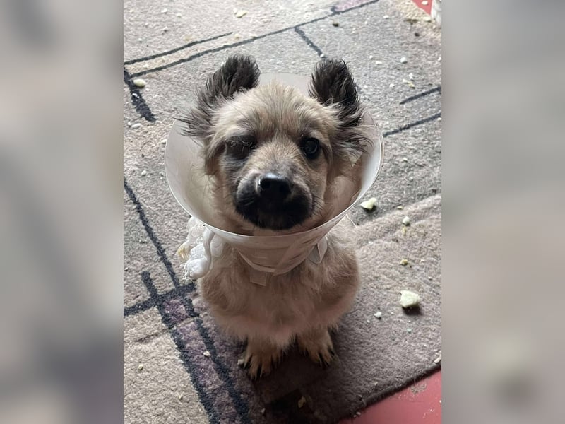 LUPIN - einäugiger Schatz sucht seine Menschen