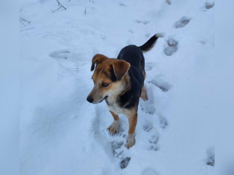 MOLLY - kleine Herzensdame
