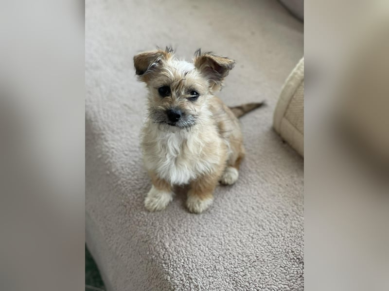 PEANUT - kleine Frohnatur sucht ihre Menschen