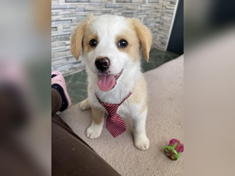 PERRY - kleiner Zuckerbub *reserviert*