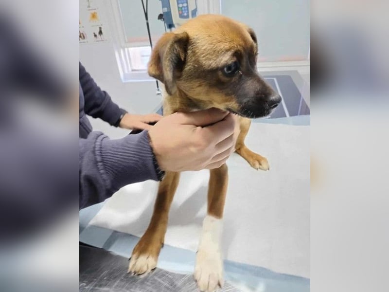 DORA - süßes Hundemädchen