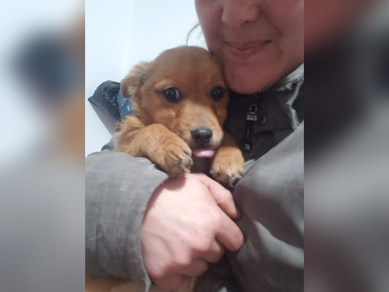 TOTO - kleine Frohnatur *reserviert*