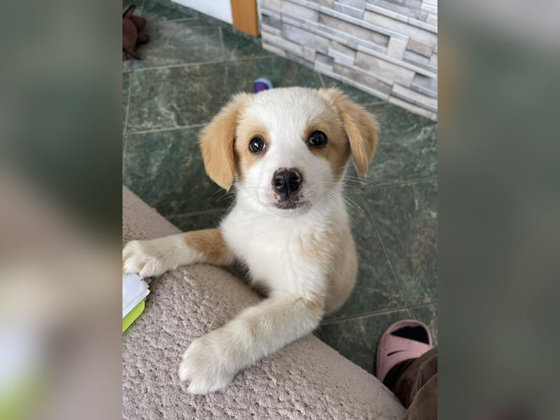 PERRY - kleiner Zuckerbub *reserviert*