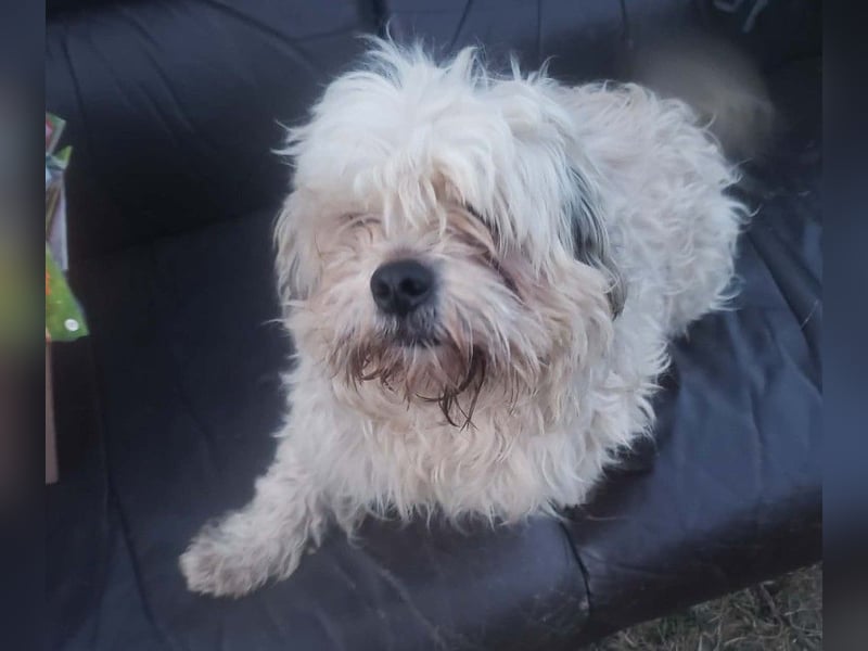 HAROO - liebevoller Zottel *reserviert*