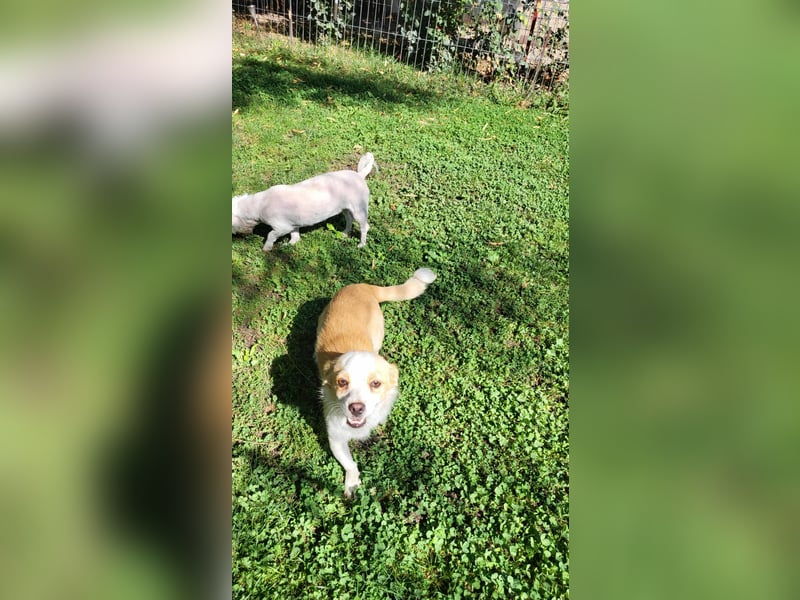 MANUEL - braucht sein eigenes Körbchen