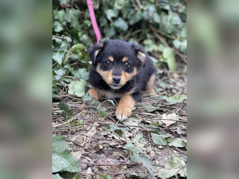 POLLY - kleine Herzensdame