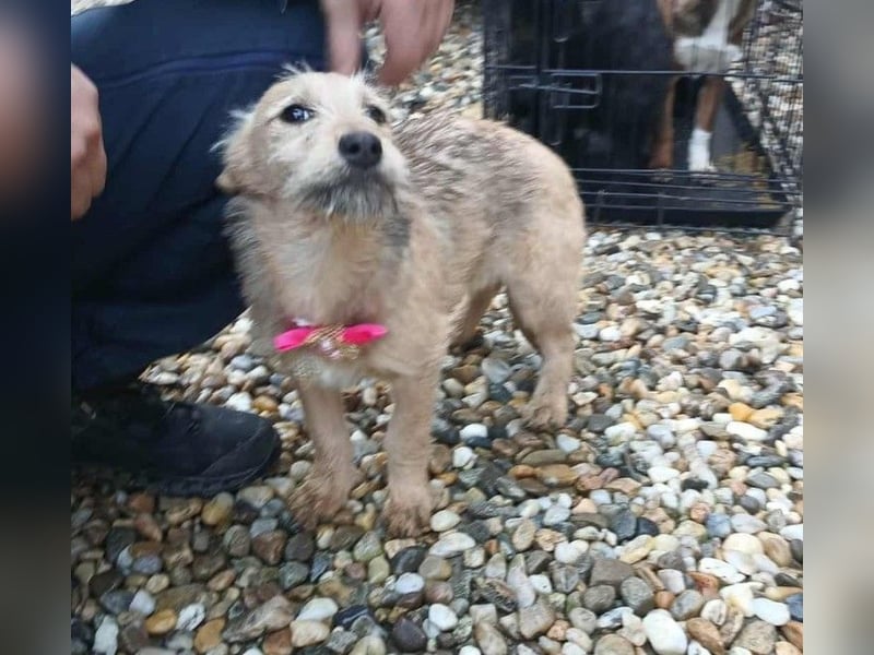 KARMA - kleines fröhliches Mädchen *reserviert*