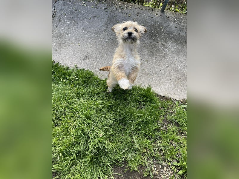 PEANUT - kleine Frohnatur sucht ihre Menschen