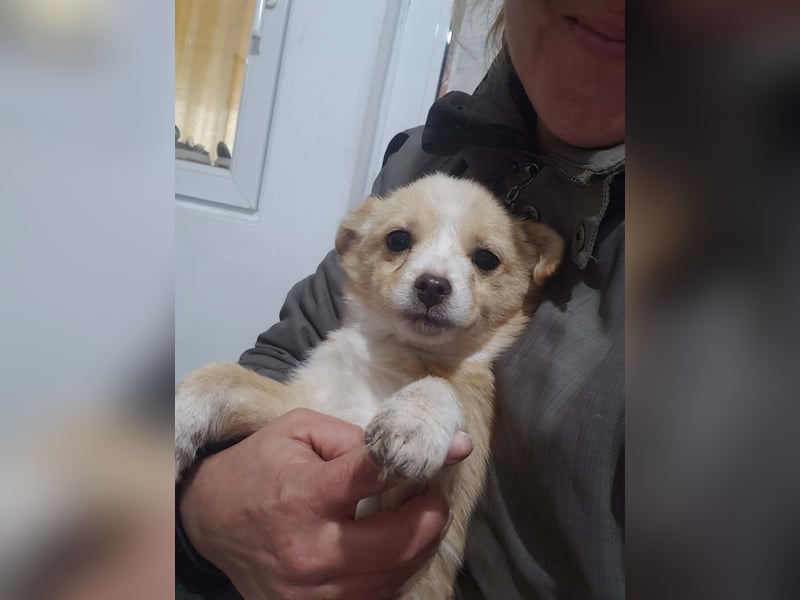 FIFI - kleine Zaubermaus *reserviert*