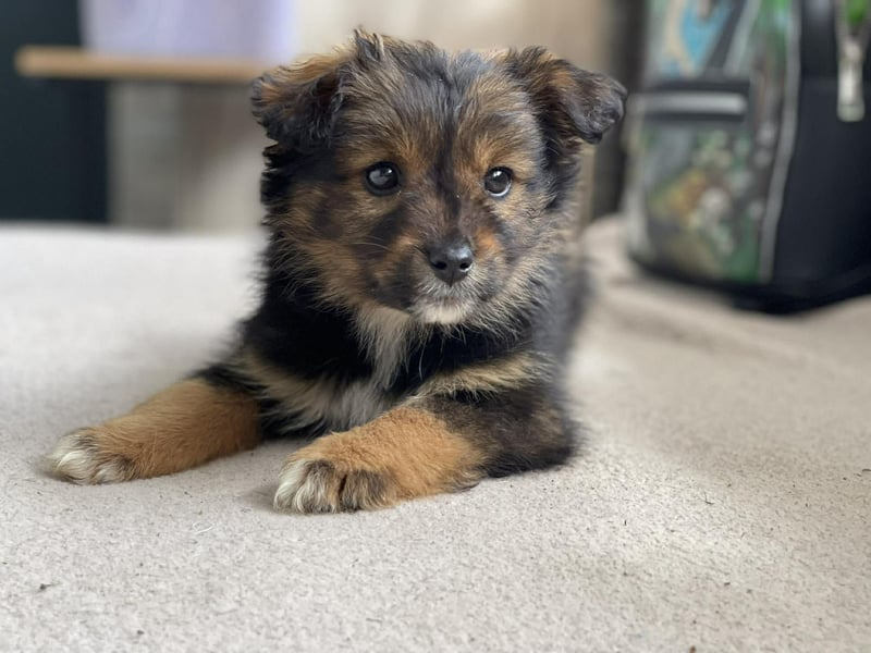 PENNY - kleine Zuckermaus