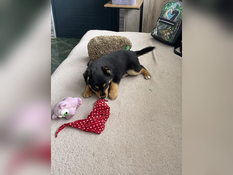 POLLY - kleine Herzensdame