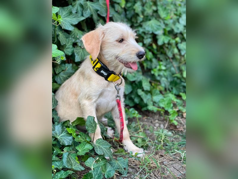 DAISY - verspieltes Hundemädchen