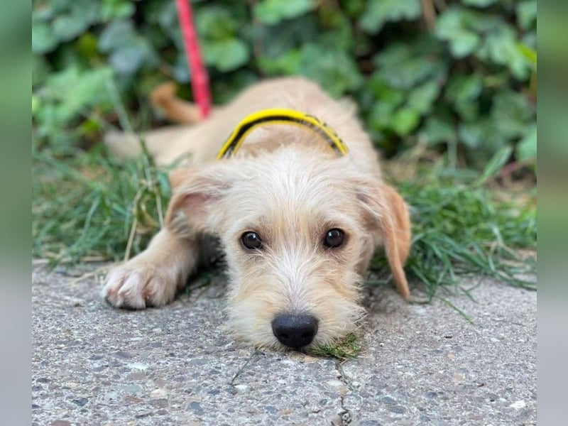 DAISY - verspieltes Hundemädchen