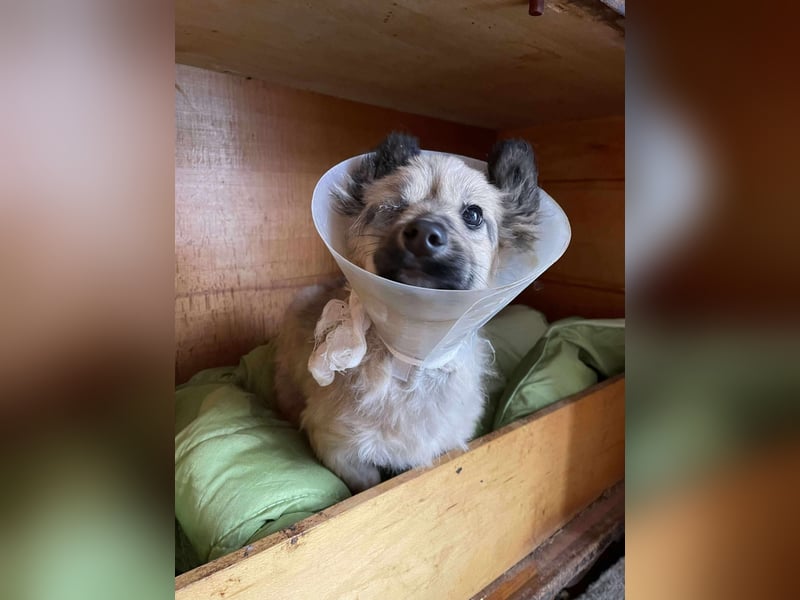 LUPIN - einäugiger Schatz sucht seine Menschen