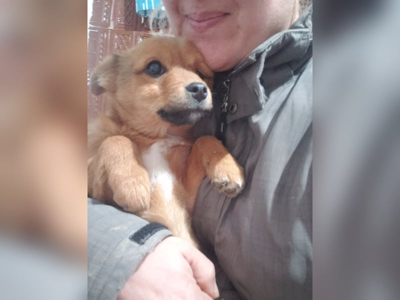 TOTO - kleine Frohnatur *reserviert*