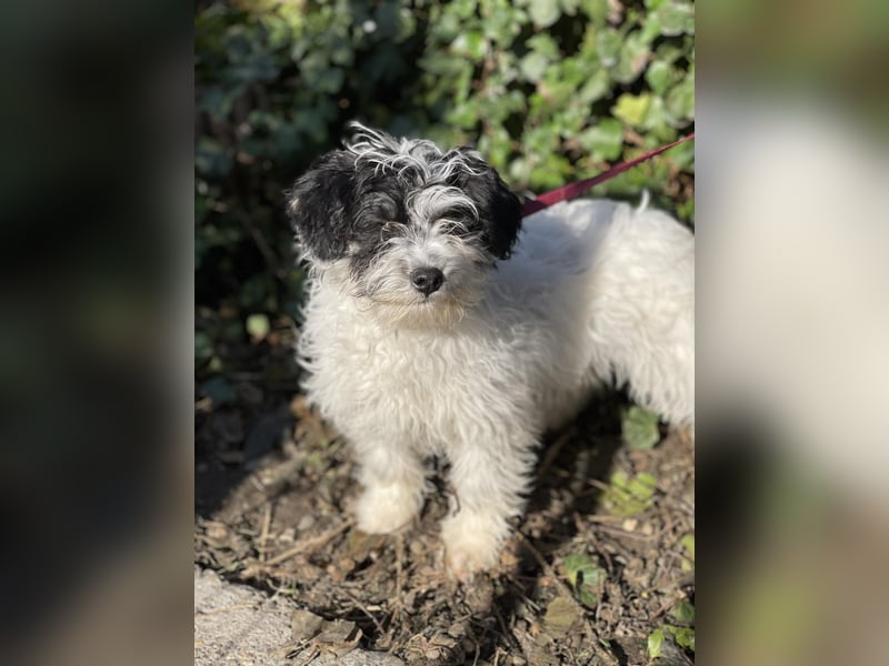 PATCH - sanfte Seele sucht seine Menschen