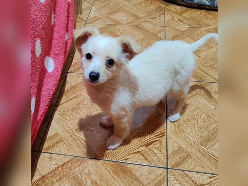 MAGGIE - kleine Hundedame