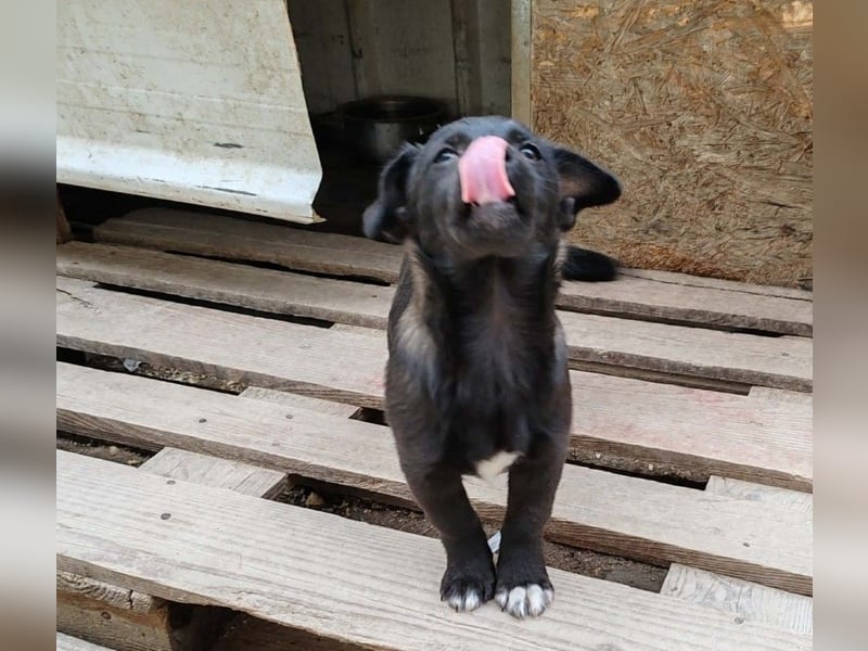 LORIS - Traumzuhause gesucht