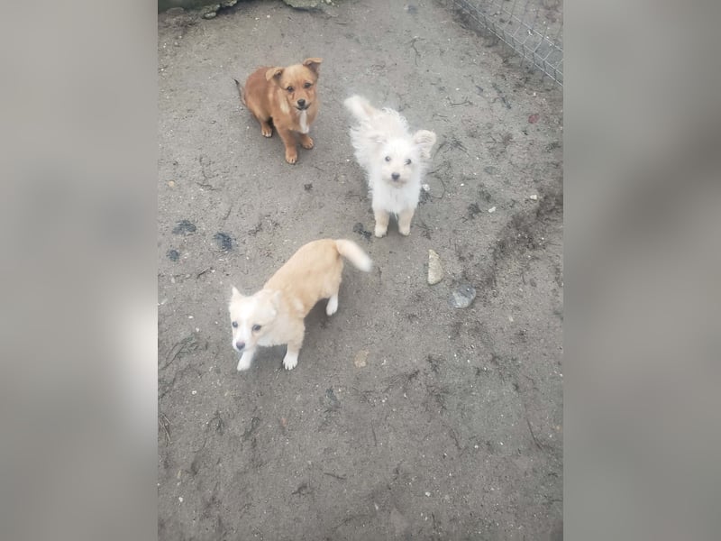 FIFI - kleine Zaubermaus *reserviert*