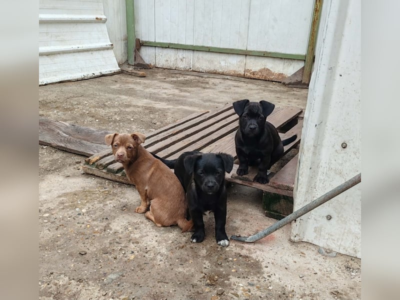 LORIS - Traumzuhause gesucht