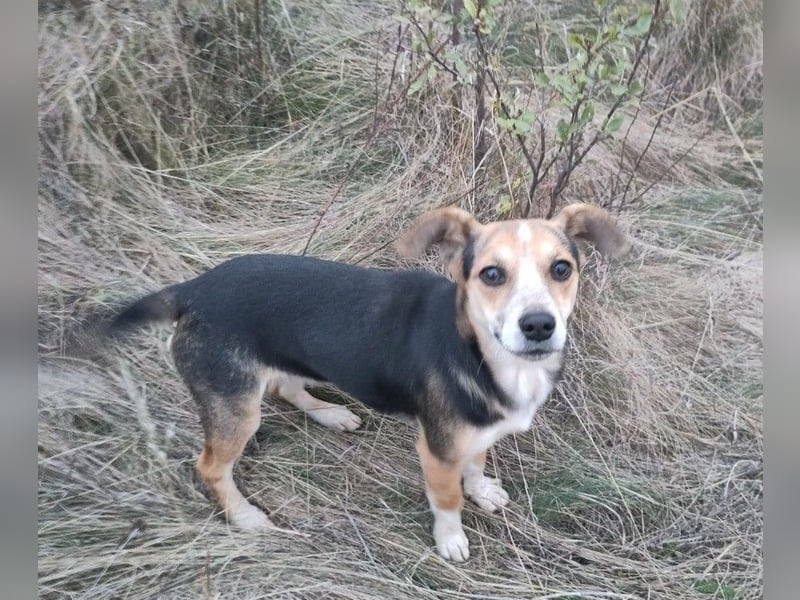 MOLLY - kleine Herzensdame