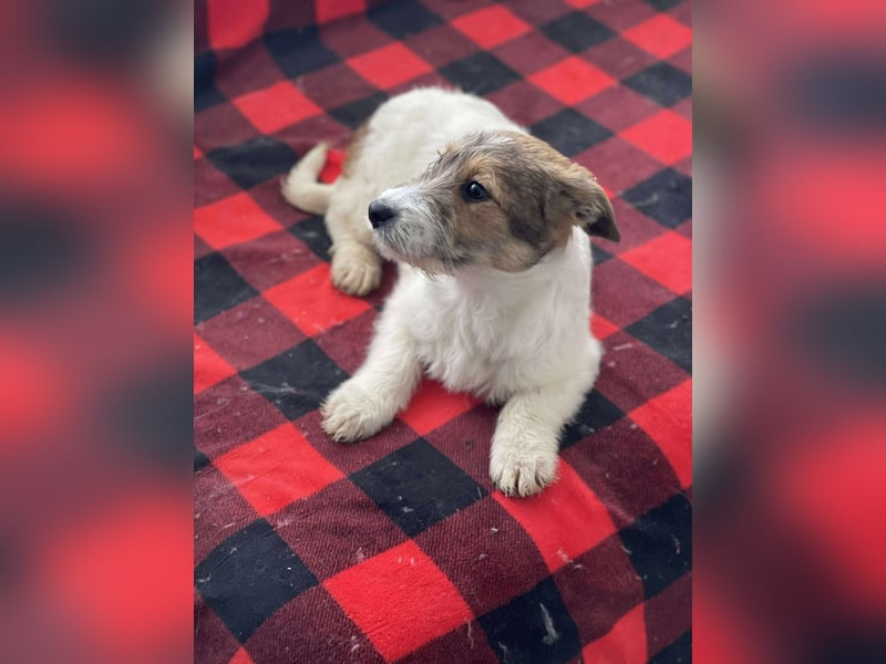 BRODIE - ist bereit für Abenteuer *reserviert*