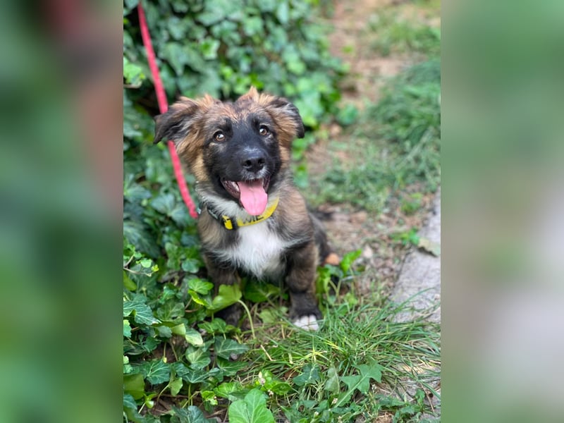 COOPER - verspielter Schatz